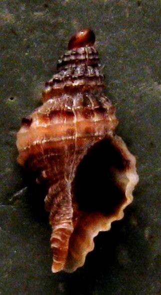 Ocinebrina o muricopsis?